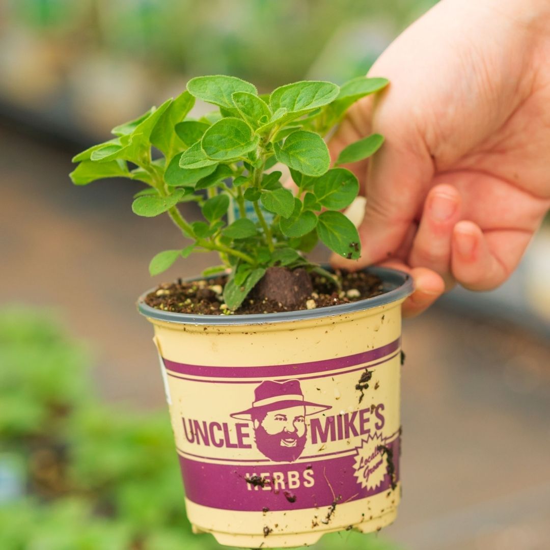 Oregano – Greek – 4″ Pot